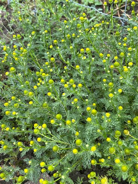 Pineapple Weed Tea | Hilda's Kitchen Blog