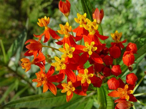 Free picture: orange, yellow flowers