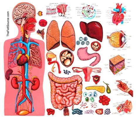 human body organs color - Clip Art Library