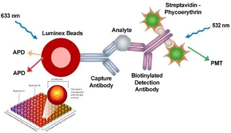 7 Needed Answers Before Selecting A Luminex Multiplex Assay