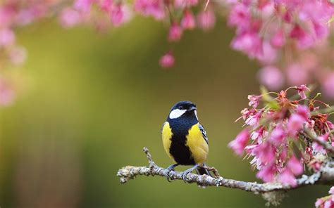 Spring Birds Wallpapers - Wallpaper Cave