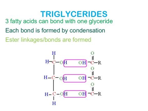 3. lipids