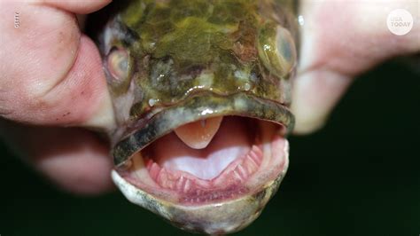 Snakehead fish: Invasive species the government wants you to help kill