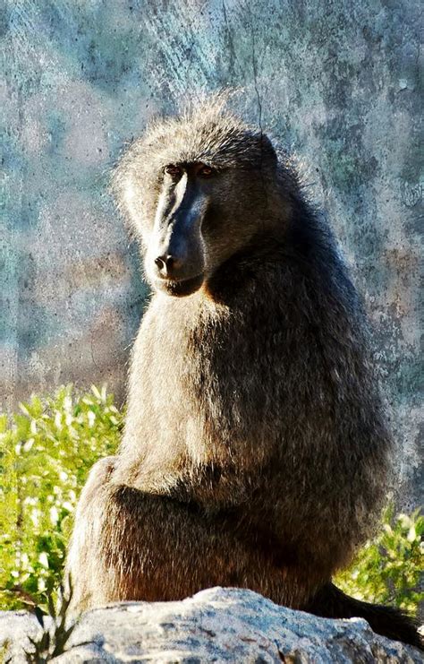 Female Cape Baboon Photograph by Werner Lehmann - Pixels