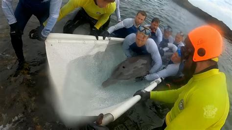 Queensland: Dolphin rescued from rockpool in Australia | World News ...