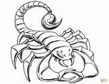 Prehistoric Scorpion coloring Page  Free Printable Coloring Pages sketch template