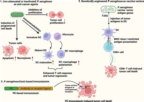Frontiers | Pseudomonas aeruginosa in Cancer Therapy: Current Knowledge, Challenges and Future ...