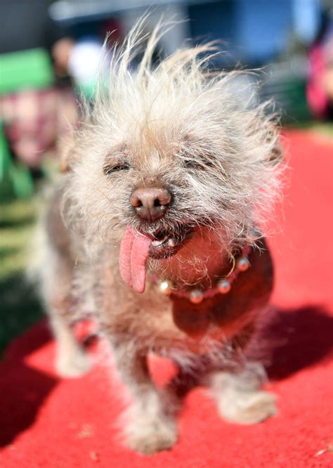 PHOTOS: World's Ugliest Dog contest 2017