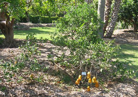 National Tropical Botanical Garden | Citrus medica - Plant Detail ...