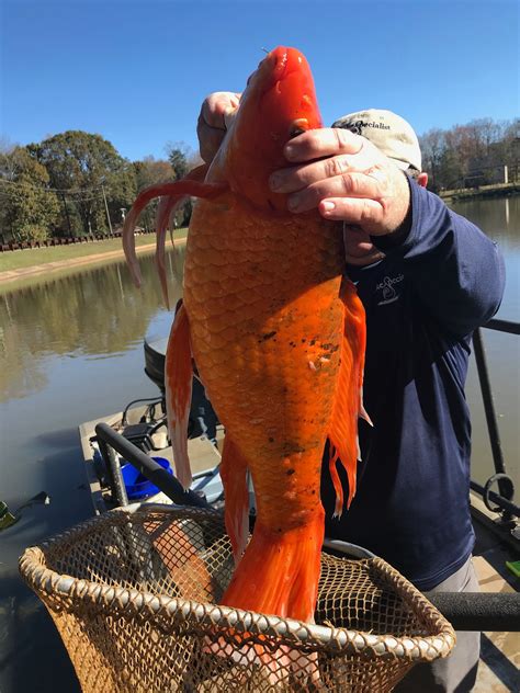 Giant goldfish – weighing 9 pounds! – found in small lake