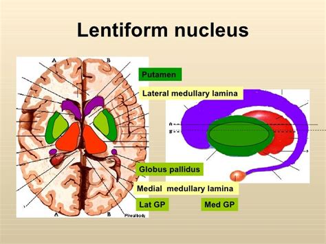 Putamen And Globus Pallidus Form | Globus