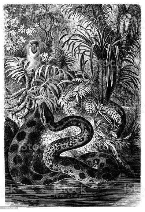 Yellow Anaconda Stock Illustration - Download Image Now - Engraved Image, Tree, Anaconda - Snake ...