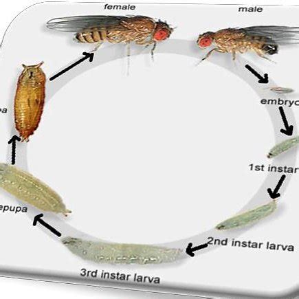 Life Cycle of Drosophila melanogaster. (Abolaji et al., 2013 ...