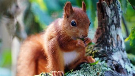 First baby red squirrels born at Wiltshire safari park - BBC News