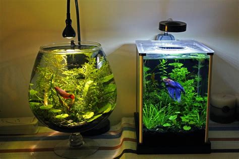 Betta bowl aquascaped - Google Search | Bể cá, Planted aquarium, Betta