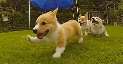 Corgi Puppies Running In Slow-Mo Will Make Your Day | Bored Panda