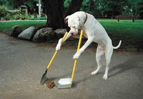 Dog in the city | Dogs pooping, Funny dog pictures, Pooper scooper