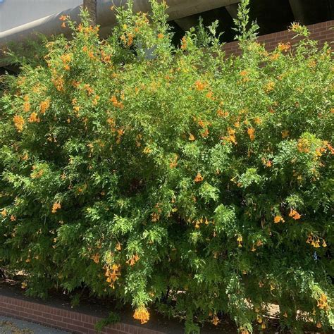 Tecoma Stans Orange Jubilee Plant Seeds. Lot of 1 dozen 12 | Etsy