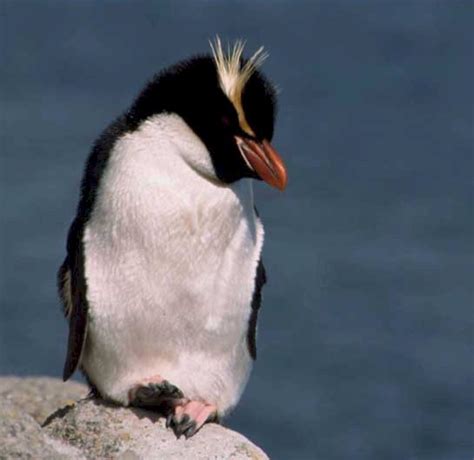 Snares Island Penguin - Penguin