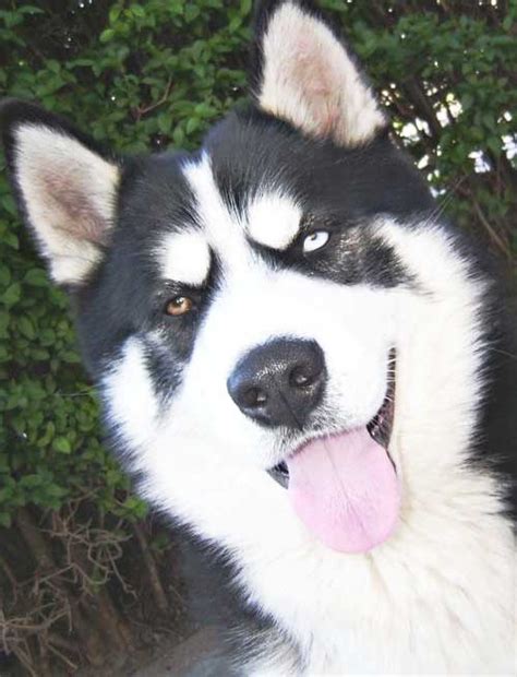 Piebald Husky Characteristics & Price - FunDogFitness.com