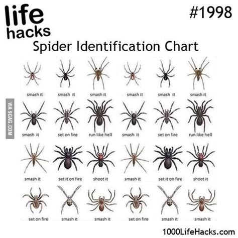 Spider Identification Chart