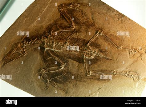 Fossil - Confuciusornis sanctus Hou et al. at the Geological Museum of ...