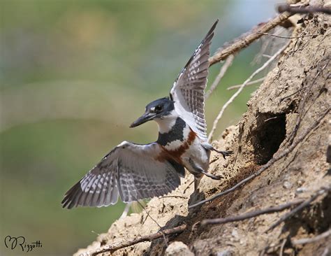 Burrowing Belted Kingfisher | BirdNote