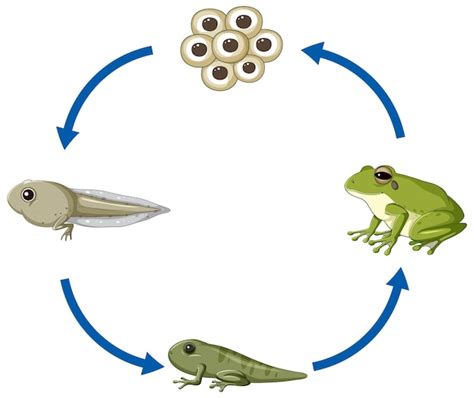 Free Vector | Frog life cycle diagram