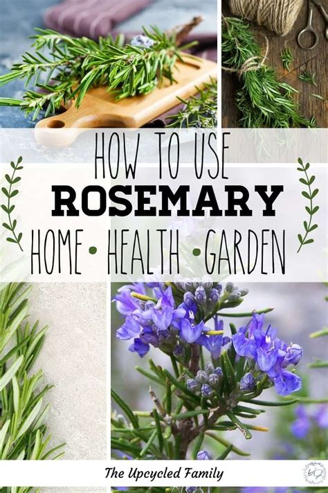 Unique benefits of rosemary for health, home, and garden - The Upcycled Family