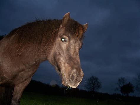 the tapetum lucidum - Google zoeken | Tapetum lucidum, Animals, Feline