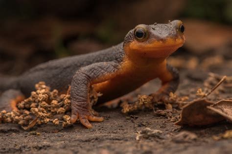 In a Changing World, a Biologist Documents the Newt Normal