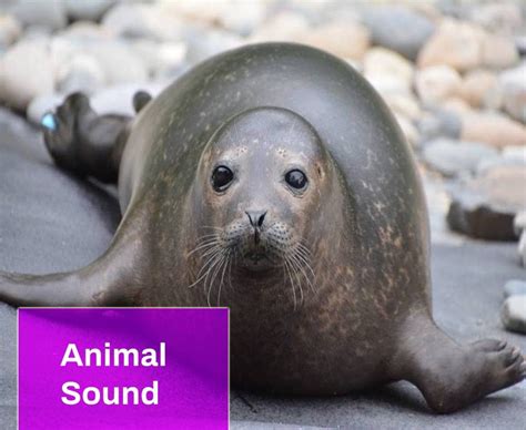 Seal Sound Free MP3 Download | Mingo Sounds