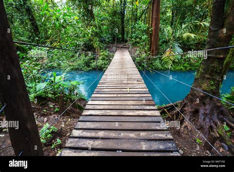 Handing Bridge in green jungle, Costa Rica, Central America Stock Photo ...