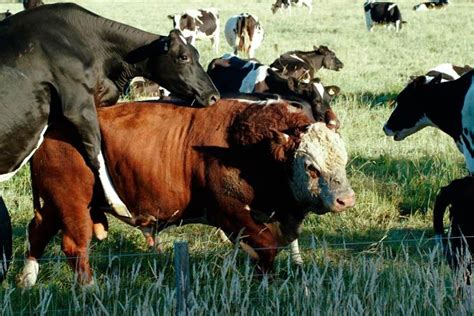 Cross-breeding Beef Farming, Hereford, Cattle, Bull, Cow, Breeds ...