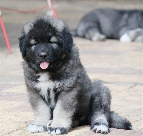 Want to know the risk of bringing Caucasian shepherd mix to your homes ...