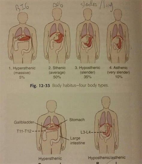 Body habitus and organ location. Bontrager 8th edition. | Anatomie