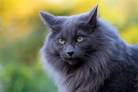 13 Grey Cat Breeds – An Overview With Pictures! – FAQcats.com