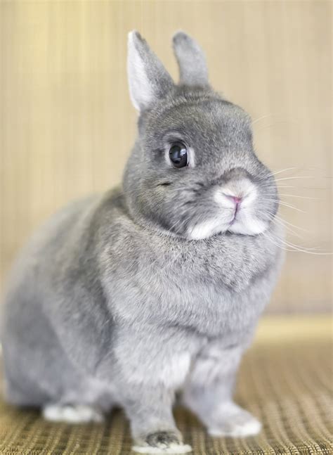 Netherland Dwarf Rabbit - A Complete Guide To A Tiny Breed