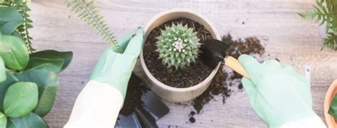 Cactus Mix: Making Potting Soil For Cacti | Horticulture.co.uk