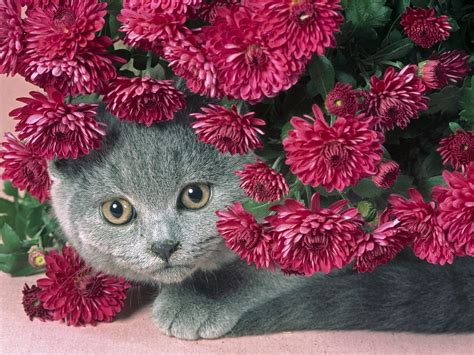 Wallpaper : 1600x1200 px, animals, cats, flowers 1600x1200 - wallbase ...