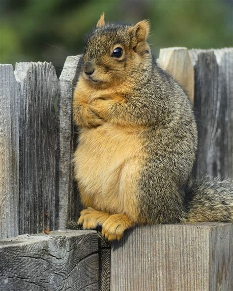 PsBattle: Cross-armed Squirrel : photoshopbattles