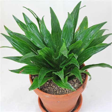 Dracaena fragrans "Compacta"