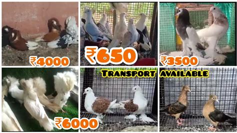 Kerala pigeon breeding farm, transport available, frillback pigeon ...