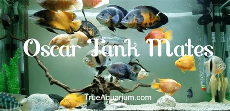 Oscar Tank Mates - True Aquarium