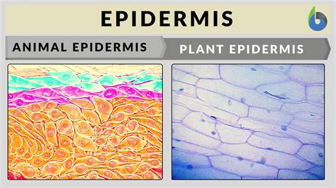 Epidermis - Definition and Examples - Biology Online Dictionary