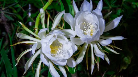 How To Care For A Night Blooming Cactus