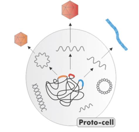 From cell proteins to viral capsids