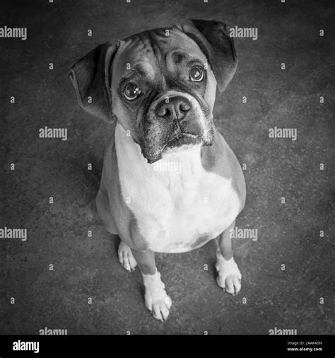 Studio portrait of Boxer dog Stock Photo - Alamy