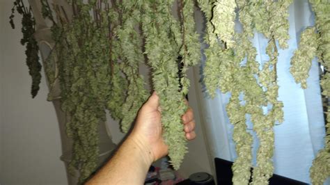 Purple Kush 2 grow diary (journal) harvest23 by simps - GrowDiaries