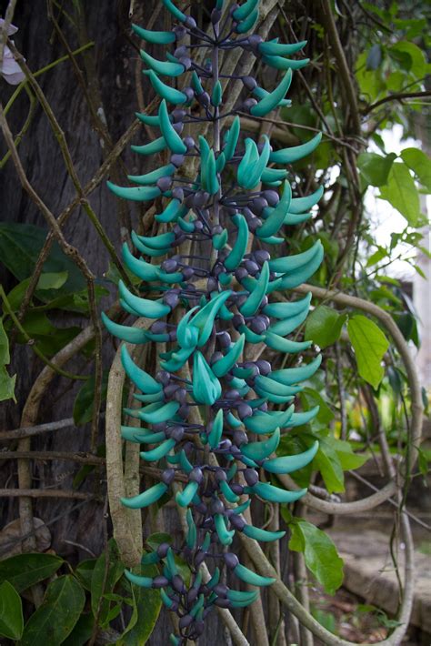 JUstDreamInparadise: Jade Vine